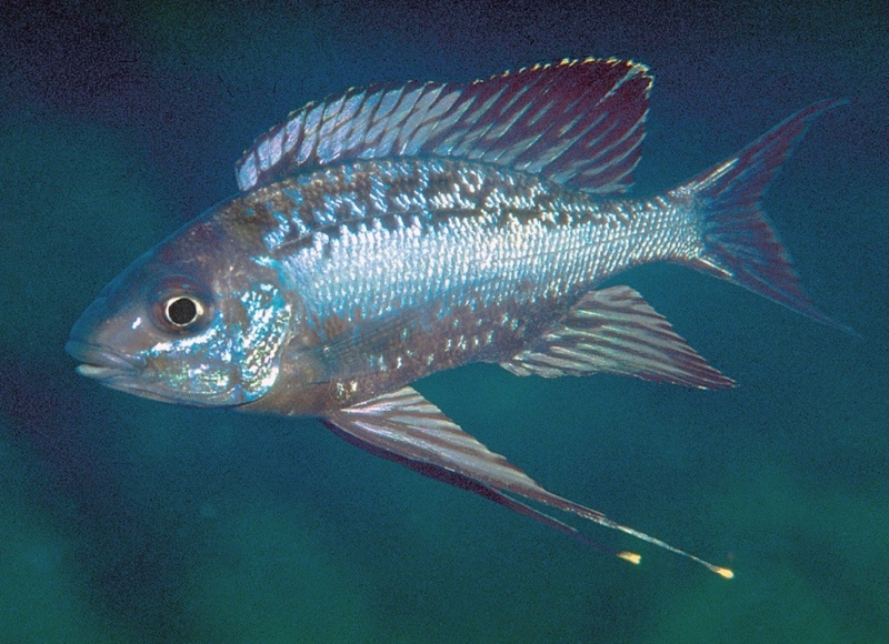 Cyathopharynx sp. 'neon streak' Kalila